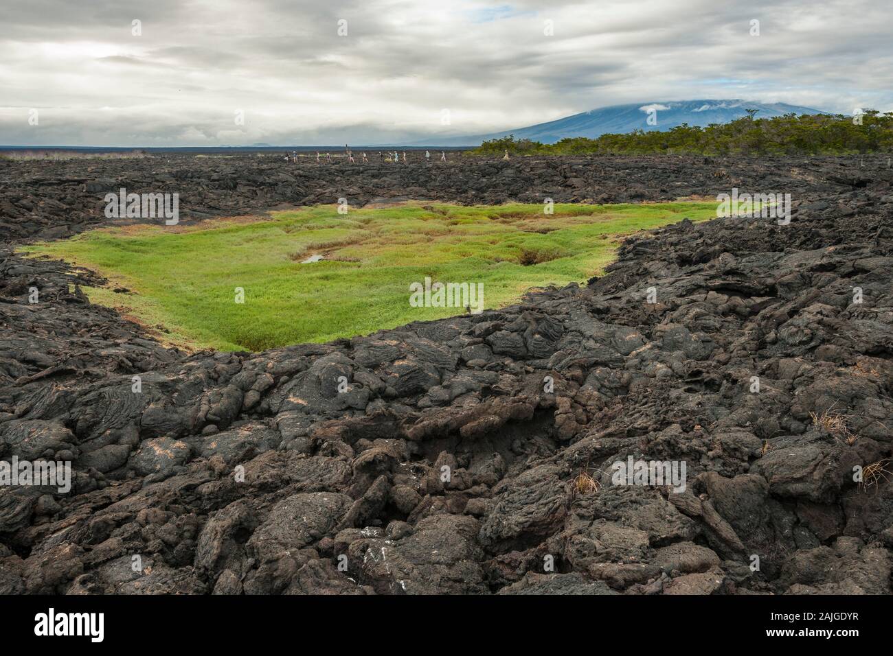Tourists walking on the volcanic landscape at Punta Moreno on Isabela