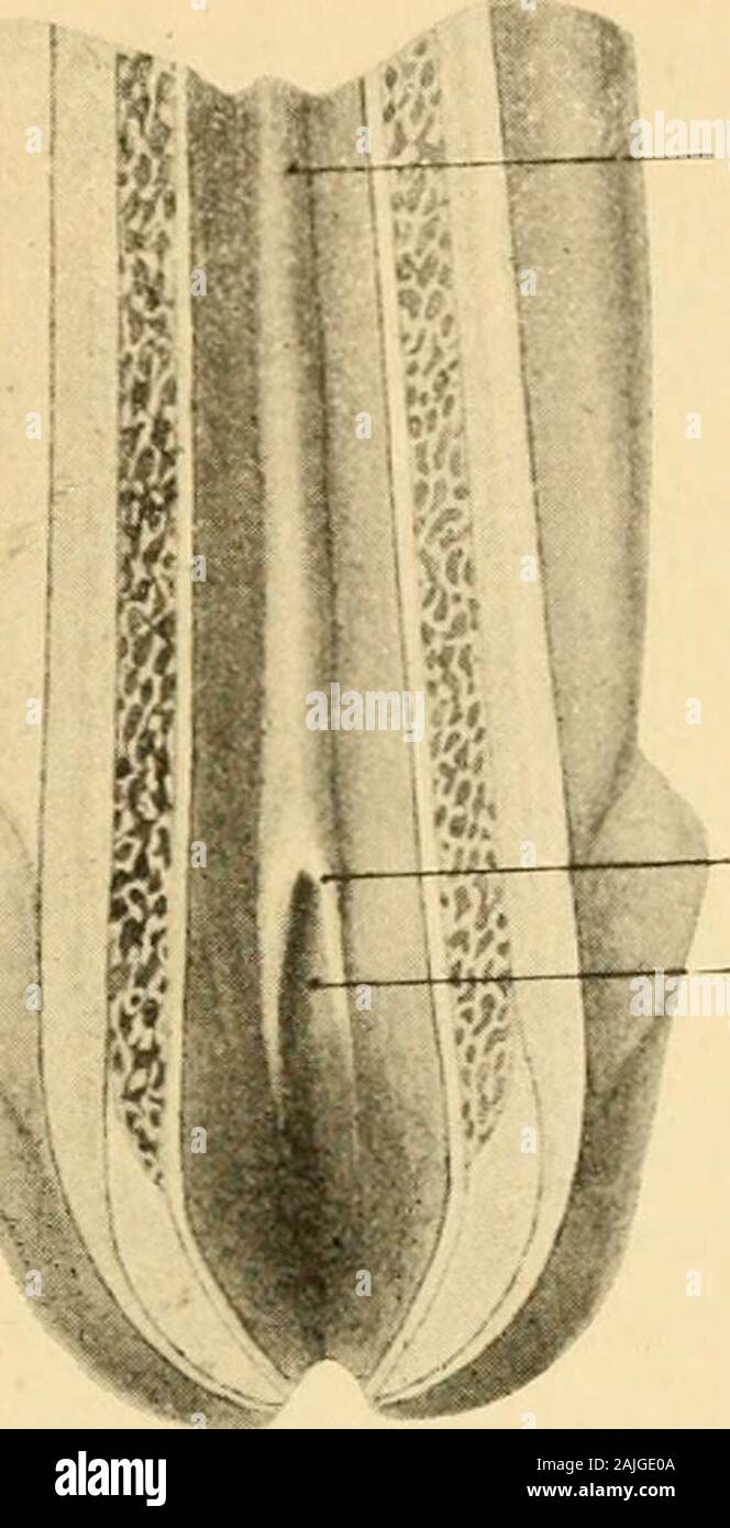 Die männlichen Geschlechtsorgane . la fossae navi-cularis an bis zur Pars membranacea in der dorsalen Wand der Harn- i86 Die männliche Harnrülire. IST Dorsale Längs/alte röhre und in geriniierer Zahl im Übergang der lateralen in die untereWand, seltener in dieser vor. Wie schon l)enierkt, sind sie besonders im (irunde verhältnismäßiglanger Schleimhautgänge zahlreich. Wegen ihrer praktischen Bedeutungverdienen letztere l)esondeie Berücksichtigung. Die Schleimhautgänge,Urethralgänge. Paraure-thralgänge (B. X. A.) sindS—12 mm lange und 0,5 mmweite mit Epithel ausgeklei-dete (xänge.die neben derHa Stock Photo