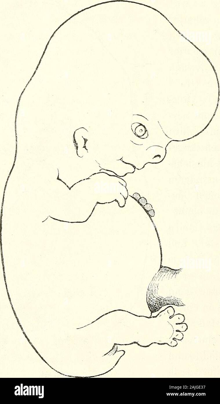 Anatomie menschlicher Embryonen . Fig. 44. Embryo XCIX. 60 Aufstellung von Entwickelungsnormen. Lider als noch niedrige Falten. Die Ohrmuschel bekommt einepräcisere Gestalt, indem ihr hinterer Rand vom Kopf schärfer sichabhebt und indem ferner die Hauptgebilde ihre definitiven Bezie-hungen zu einander annehmen. Bei LXXVII sind bereits Helixund Anthelix, sowie Tragus und Antitragus bestimmt gezeichnet,. Fig. 45. Nr. XLI. und zwar ist aus dem Colliculus anterior, dem früheren Wurzel-stück des ersten Bogens die Spina helicis, aus dem CoUiculusinferior oder dem Decklappen des früher (S. 56) unters Stock Photo