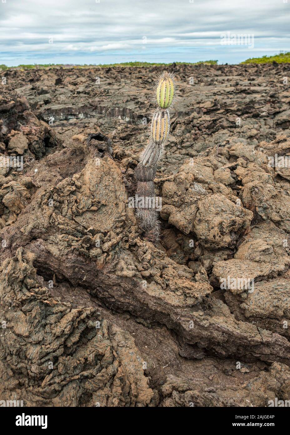 The volcanic landscape at Punta Moreno on Isabela island, Galapagos