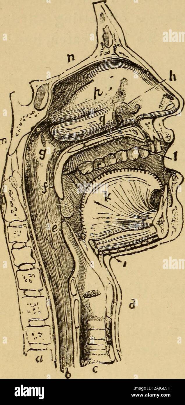 The human body A beginner's text-book of anatomy, physiology and hygiene .. . x, with the commencement of the gullet and larynx as exposed by pharynx. It is bouudcd On a section, a httlc to the left of the mid- ^ -^ f^J^fiwf ^/^w;nHAin!^^^l^^^^^ the sides by the cheeks, be- /?, gullet; c, windpipe; ^, epiglottis j J /, soft palate; g, opening of Eusta- i u^ ^i^ rsx&lt;ye ;^hove hv chian tube; k, tongue; /, hard palate; ^^^^ ^Jy tne tongue, auOVC Uy ?«, the sphenoid bone on the base of .-i ^ j.^7^4„ TU^ -f*-^*,*-^r^-4-:^,, the skull; «, the fore part of the skull- Ui^palate. 1 he front port Stock Photo