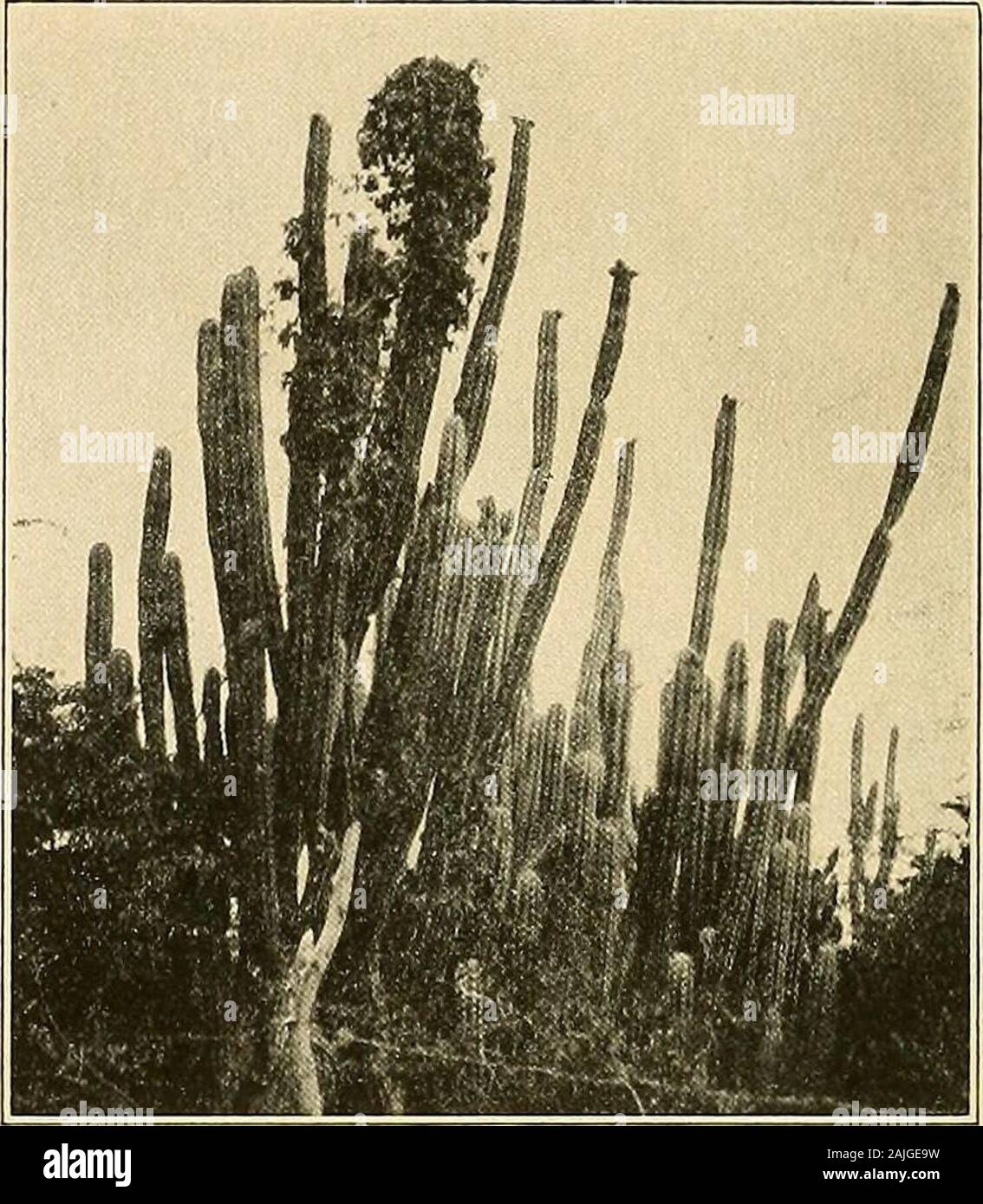 The Cactaceae : descriptions and illustrations of plants of the cactus family . Fig. 59.Fig. 60.- -Flower of Cephalocereus moritzianus.-Fruit of same. Both X0.7.. Fig. 61.—Cephalocereus moritzianus. Figure 61 is from a photograph taken by Mrs. J. N. Rose near Puerto Cabello, Vene-zuela, in 1916; figure 59 shows the flower of this plant; figure 60 a fruit of same. 22. Cephalocereus arrabidae (Lemaire). Pilocereus arrabidae Lemaire, Rev. Hort. 1862: 429. 1862.Cereus warmingii Schumann in Martius, Fl. Bras. 42: 204. 1890.Pilocereus exerens Schumann in Engler and Prantl, Pflanzenfam. 36a;Cephaloce Stock Photo