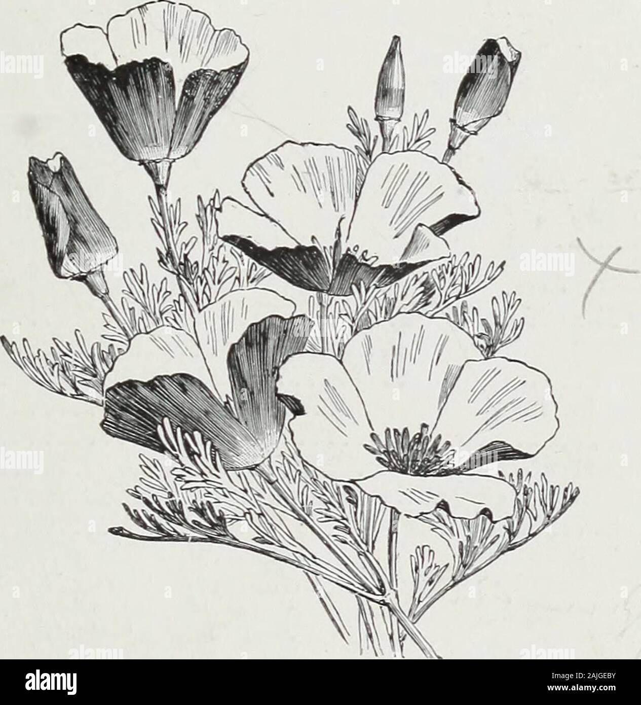 D M Ferry & Co.'s wholesale list of seeds for 1891 . 605060—60—5025000025505050 If 4 00 1 25 QJ 40 S; / fr.t D. M. FERRY & CO S WHOLESALE PRICE LIST. 37 PER OZ. PER LB Cypress Vine, scarlet, (Ipormea quamoclit) white * . mixed Dahlia, finest double mixed A .... Daisy, double white, extra 2-,V.Q $yi& red, (Longfellow), finest strain *7.v? .6. mixed, finest quality fafi. Datura Wrighti, pure white chlorantha fl. pi., double yellow fastuosa alba, double, pure white Eschscholtzia Californica, bright yellow, (California Poppy crocea, double white, striped, mixed, finest colors,. Stock Photo
