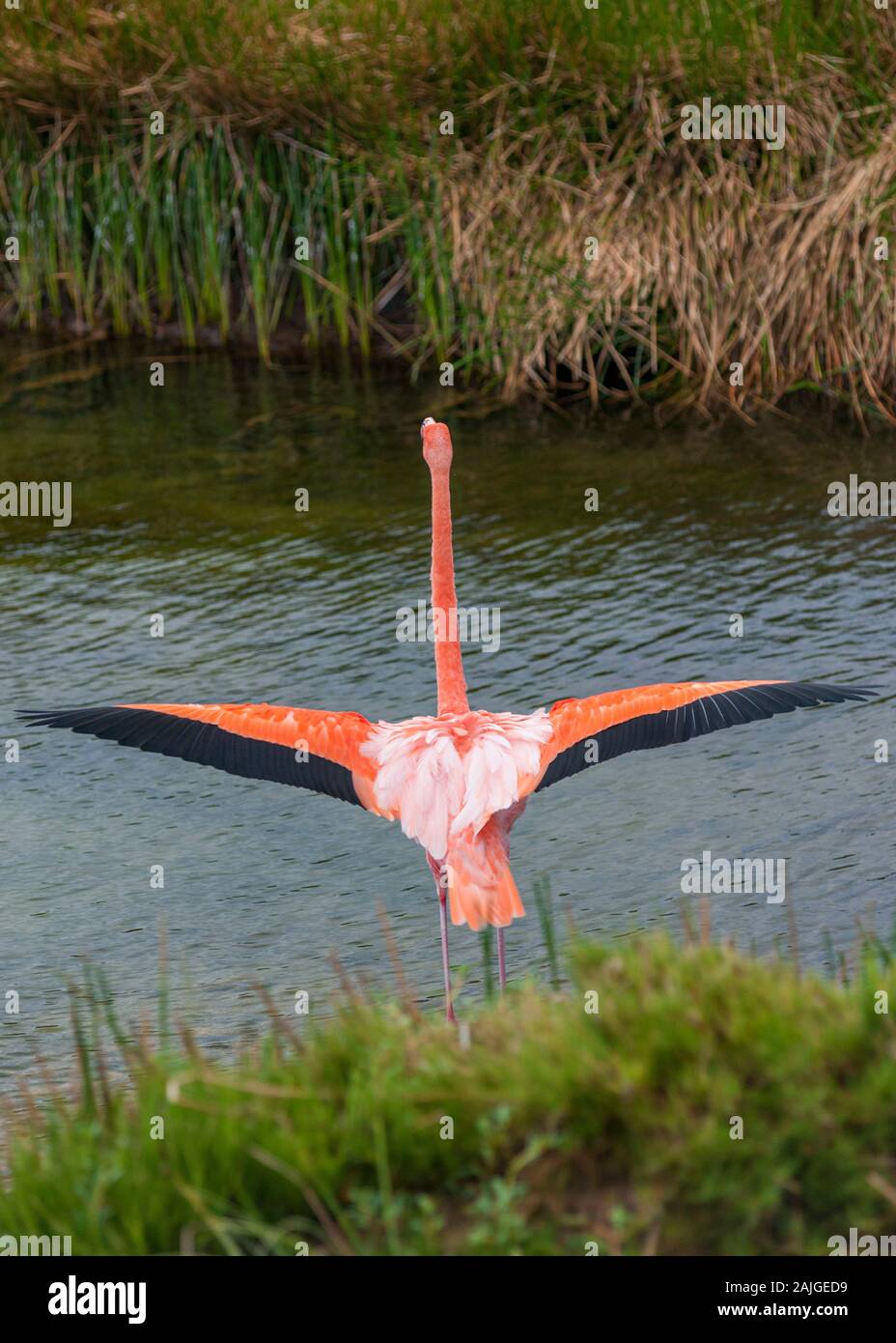 Greater Flamingo stretching its wings at Punta Moreno, Isabela island, Galapagos, Ecuador. Stock Photo