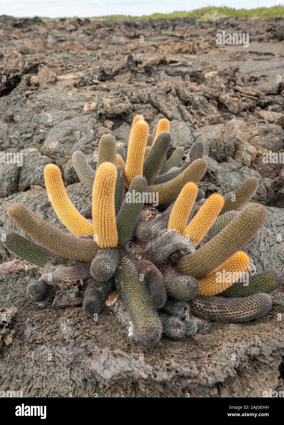 Lava cactus growing in the volcanic landscape at Punta Moreno on Isabela island, Galapagos, Ecuador. Stock Photo