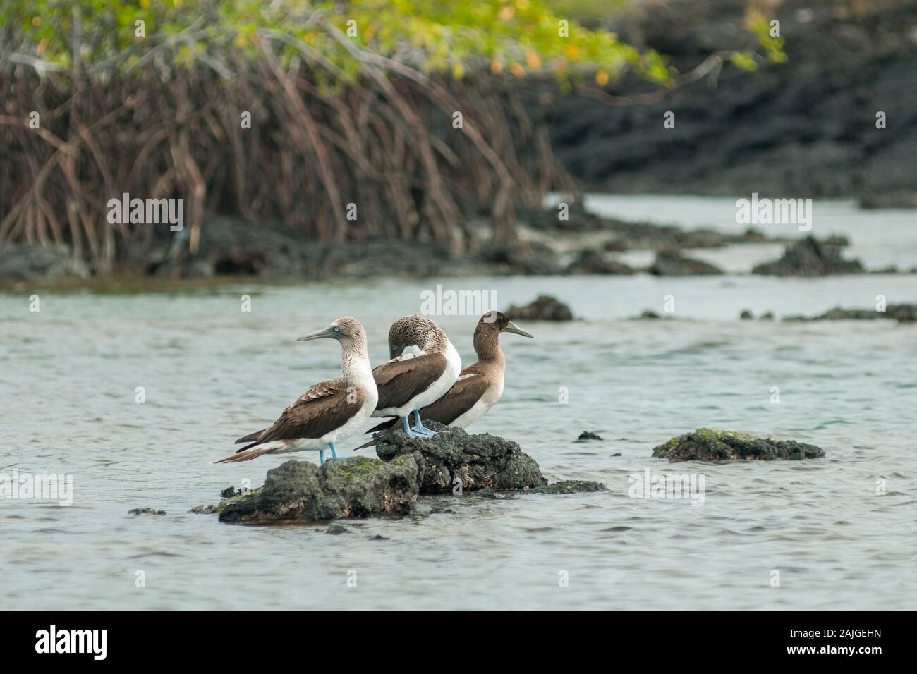 Blue footed boobies at Punta Moreno on Isabela island, Galapagos, Ecuador. Stock Photo