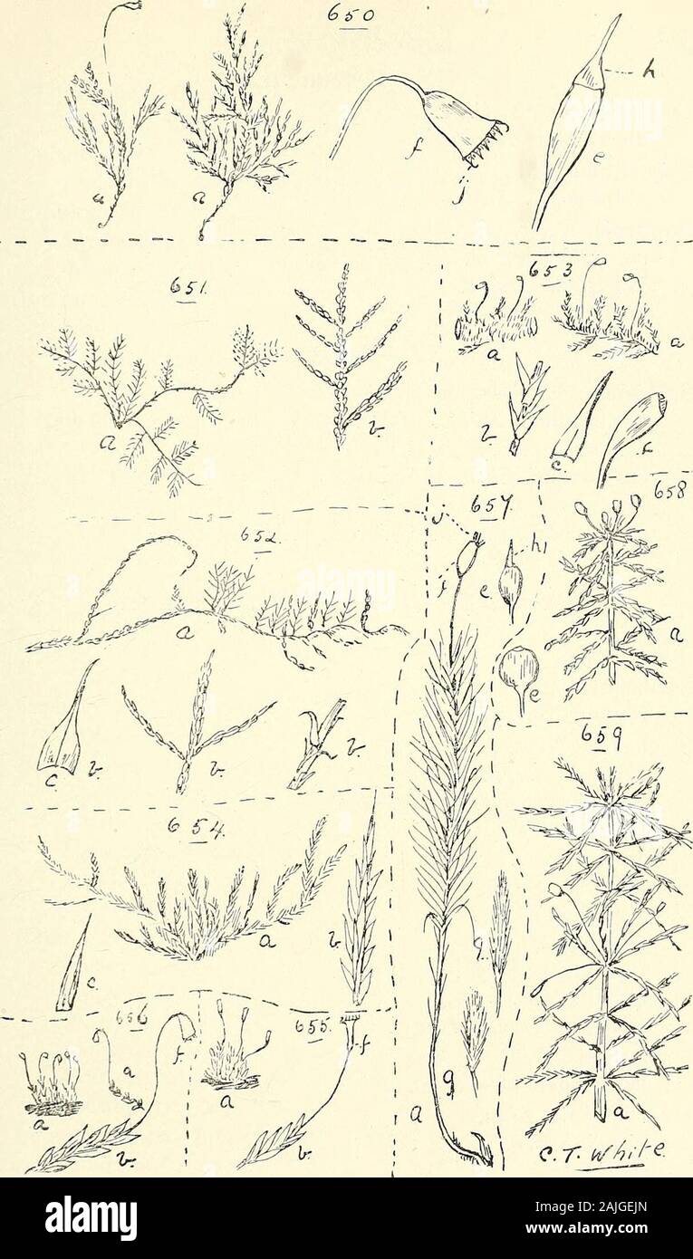 Comprehensive catalogue of Queensland plants, both indigenous and naturalised To which are added, where known, the aboriginal and other vernacular names; with numerous illustrations, and copious notes on the properties, features, &c., of the plants . atosum, Broth.Trichosteleum. Kerianum, Broth. (Fig. 653.)Hypnum (Dill.), Hedw. (Aptychus) brachytheciella, C. M. (Aptychus) exalare, C. M. (Cupressina) umbilicatum, C. M. (Drepanocladus) strictiusculum, C. M. (Heterophyllum, Schgr.) Keysii, Kiocr. (Fig. 654.) (Thacomium) microflagellare. CM. (Rhyncostegium), convolutifolium, Broth. (Rhyncostegium) Stock Photo