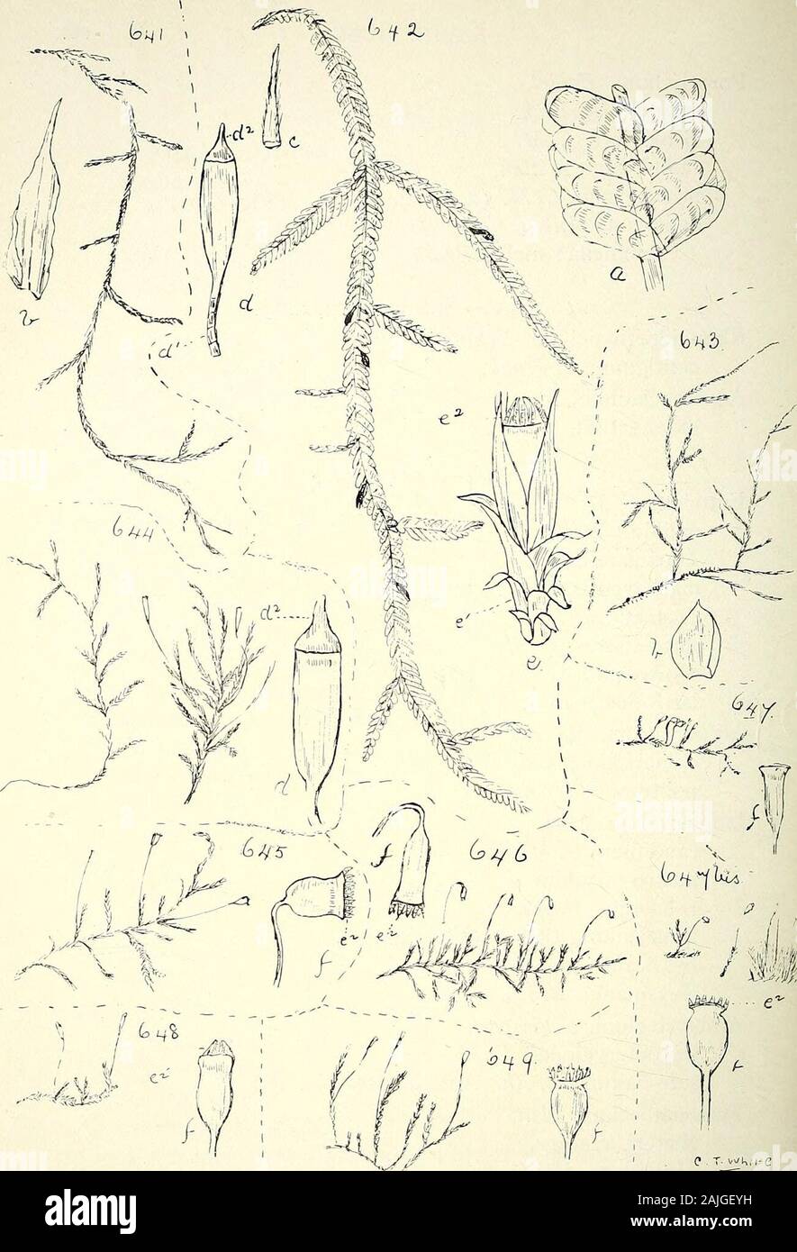 Comprehensive catalogue of Queensland plants, both indigenous and naturalised To which are added, where known, the aboriginal and other vernacular names; with numerous illustrations, and copious notes on the properties, features, &c., of the plants . , Broth., Aus. Mosses No. 127.Homalia, Brid. Baileyana, C M. CLVIII. MUSCI. 6G7 Porotrichum, Bridel.vagum, Hornsch.Schlosseri, C. M. ramulosum. Mitten. brisbanicum, CM. (as Thamniella). (Fig. 643.)deflexum. Mitten.(Thamniella) molle, Broth. XV.—Sematophylle^e.Rliaphidorrlrynchum, Schimper, contiguum, /. Hook.Acanthocladimn, Mitt. extenuatum, Bride Stock Photo