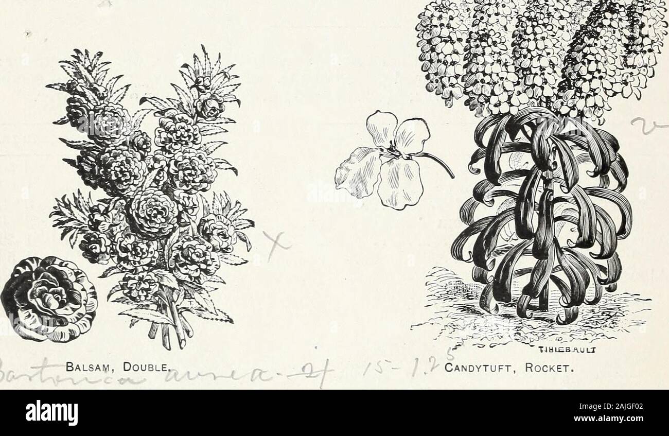 D M Ferry & Co.'s wholesale list of seeds for 1891 . Balsam Solferino, double Camellia Flowered, double, mixed. Pure White, Dwarf, mixed, Tall, mixed, 75507530 $7 505 00 ?Jl 4 3 00 -2 50 -. Balsam, Double ,??** ^ TJUICBAUtf / Candytuft, Rocket. Calliopsis, fine mixed Canary Bird Flower, (Tropseolum canariense) v. Candytuft, .Purple Rocket, white, (Empress), selected rt Fragrant, (Iberis odorata) Fine, mixed Canna Indica. (Indian Shot) Canterbury Bell, double mixed, (Campanula medium) single ^Carnation, extra choice, double mixed Castor Bean, (Ricinus sanguineus), red fruit gigantic, (Ricinus g Stock Photo