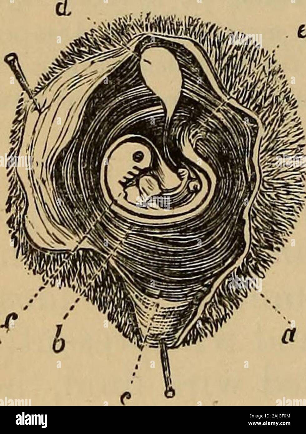A treatise on the science and practice of midwifery . at the full period of preg-nancy. The umbilical vesicle is filled with ayellowish fluid, containing many oil and fatglobules, similar to the yelk of an egg. The Allantois.—Somewhere about the twen-tieth day after conception a small vesicle isformed towards the caudal extremity of thefoetus, which is called the allantois. It is welldeveloped and persistent in many of the loweranimals, but in man it is merely a temporarystructure, and disappears after it has fulfilled itsfunctions. Its study, therefore, in the humanrace has been a matter of d Stock Photo