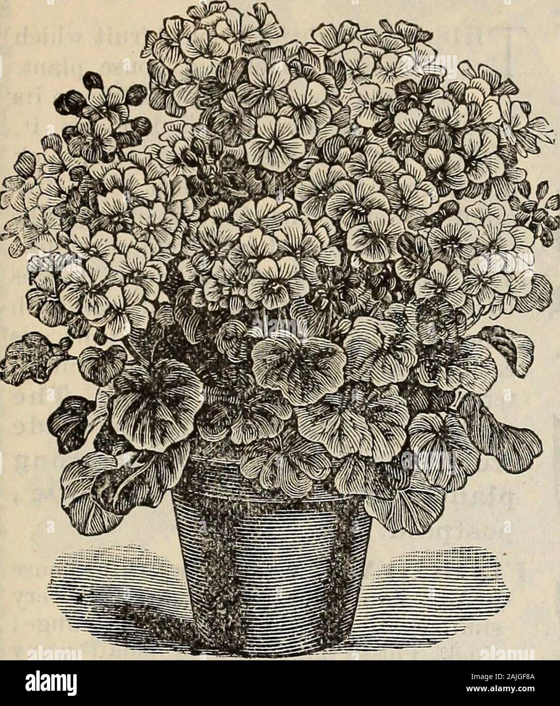 New floral guide : autumn 1899 . ., by express. NEW FLORAL GUIDE-AUTUMN, 1899. 37 NineChoke New Geraniums ^ ^ from 3-m&gt; Pots. New Qeranium Bosemawr NEW DOUBI^E GERANIUM, ROSEMAWR-A sport from INIrs. Taylor. Finely crinkled deep green leaves,with rich chocolate band, and large compact heads of briglitrose-pink flowers, with creamy white centre, A Imshy, com-pact grower, and constant bloomer. 15 cts. each. NEW GERANIUM, PEACH BLOSSOM-An elegant new variety,bearing large heads of beautiful flowers, rich peach-blossom red, vervdistinct and handsome, a good thrifty grower, free bloomer. 15 cts. Stock Photo