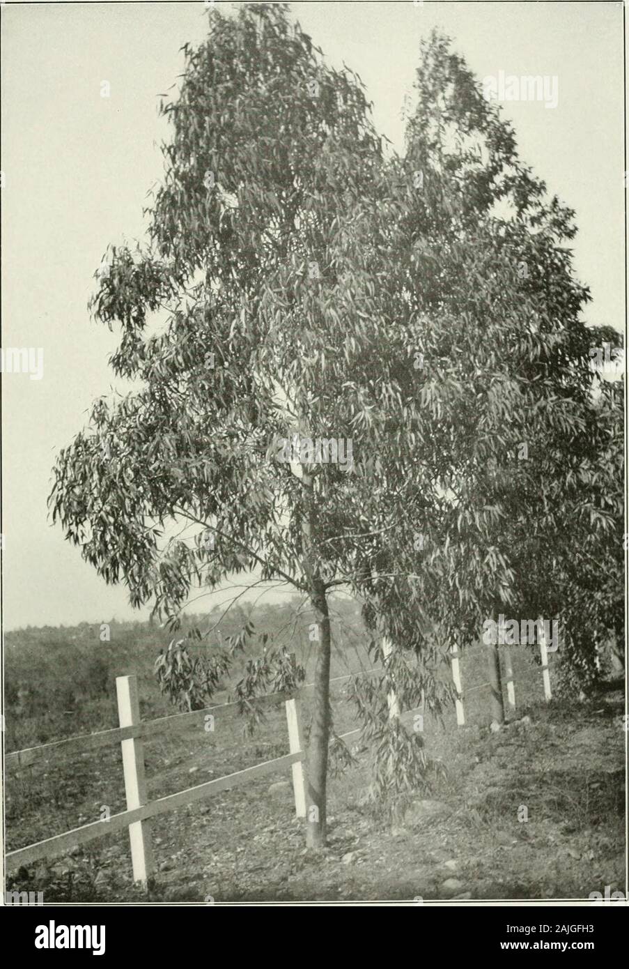 Eucalypts cultivated in the United States . Eucalyptus amygdalina, East Lake Park, Los Angeles, Cal. 35, Bureau of Forestry, U. S. Dept. of Agriculture. Plate XI.. Eucalyptus botryoides. Trees 3 Years Old. 35, Bureau of Forestry, U. S. Dept. of Agricultur Stock Photo