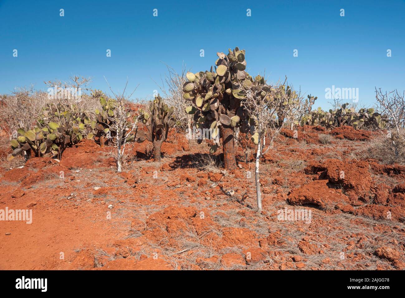 Opuntia (prickly pear) cactus trees growing on Rabida island, Galapagos, Ecuador. Stock Photo