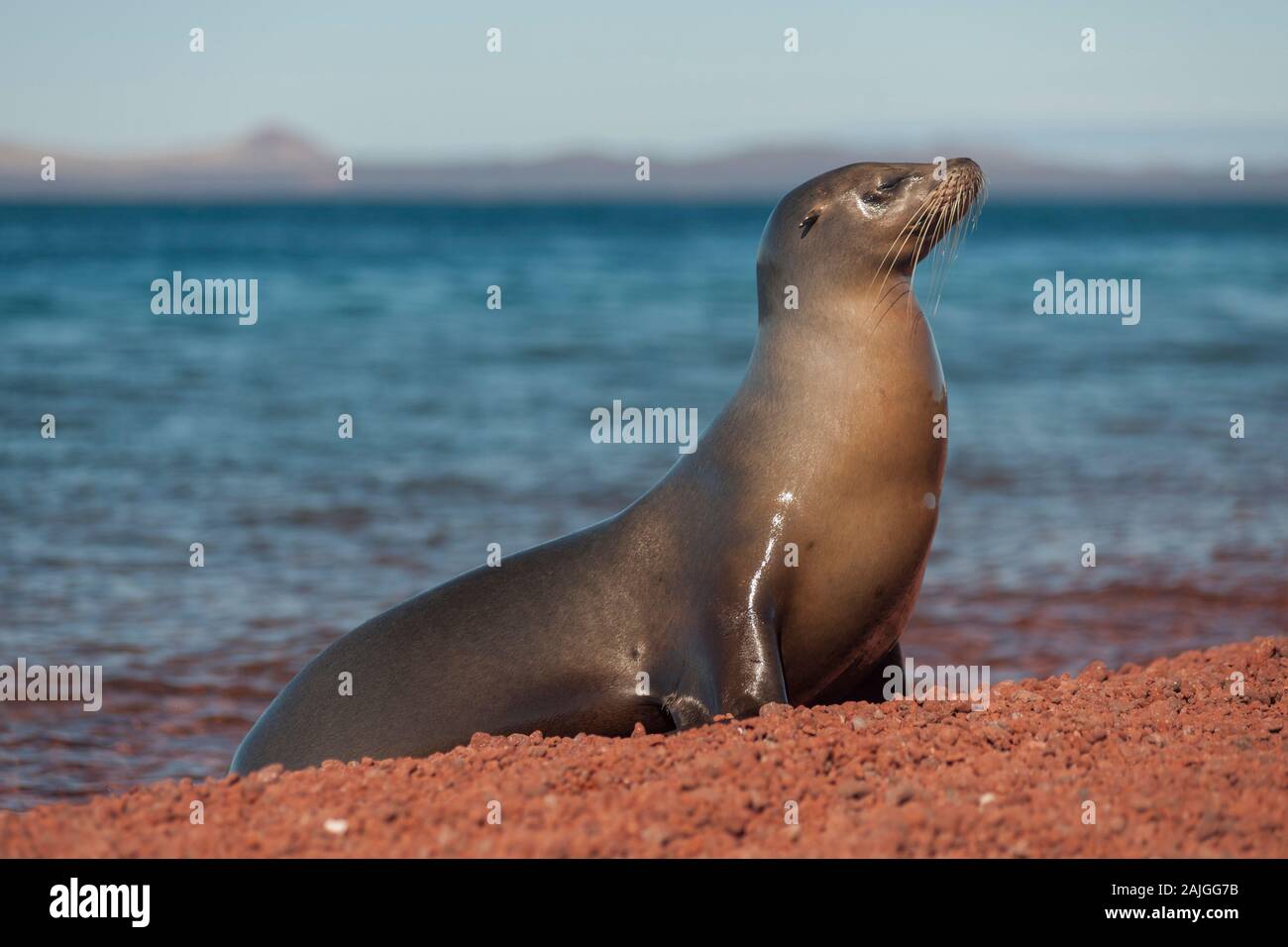 Sea lion on the beach at Rabida island, Galapagos, Ecuador. Stock Photo