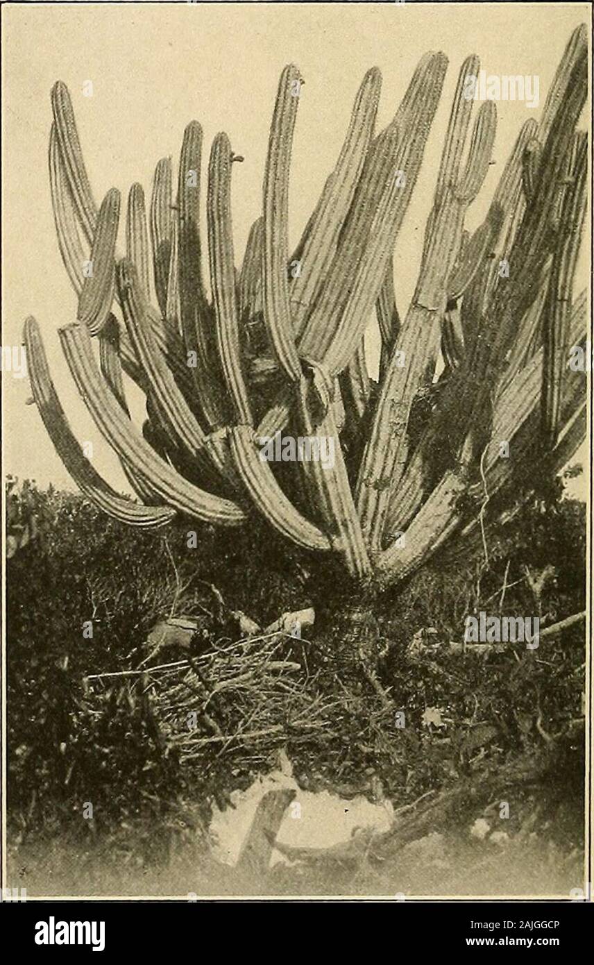 The Cactaceae : descriptions and illustrations of plants of the cactus family . pruinose, 10 or n-ribbed, the ribs blunt or acutish, rather higher thanwide; areoles 1 to 1.5 cm. apart; spines 15 to 20, acicular, radiately spreading and ascending, grayishbrown to yellowish brown when old, 1 to 1.5 cm. long, the young ones yellowish with darker bases,the uppermost 2.5 to 3 cm. long; wool very short, shorter than the spines, or none; flower 5 to 6cm. long, brownish outside, the tube bluish; inner perianth-segments creamy white, tinged withpink, acute; style pale greenish white, sometimes slightly Stock Photo