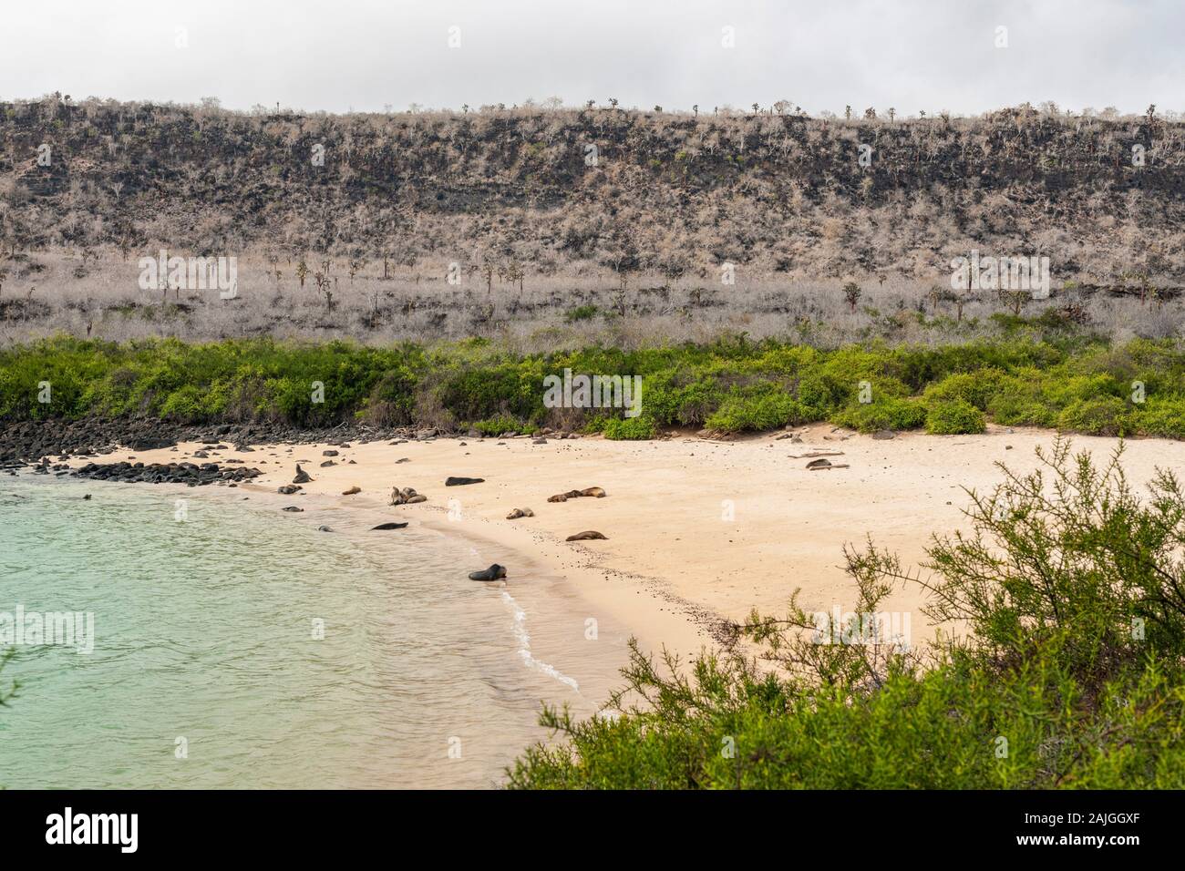 Sea lions on a beach on Sante Fe island, Galapagos, Ecuador. Stock Photo