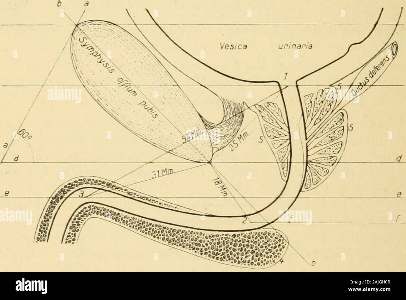 Die männlichen Geschlechtsorgane . e liegende Abschnitt,die Pars trigonalis (membranacea) mit der Cuvatura subpubica, wenigerfest der übrige (größere) Dammteil und der Beckenteil (die Pars pro-statica und intramuralis). Der Dammteil ist am beweglichsten dichtvor dem festesten Abschnitt, nämlich vor der Pars trigonalis in derPars praetrigonalis. Nach ihrer Entwicklung kann man die Harnröhre in eine Urethraposterior vom Orificium internum bis zu den Ductus ejaculatorii undeine Urethra anterior von hier bis zum Orificium externum trennen.Die Urethra posterior ist Harnweg „Urethra propria, die Ure Stock Photo