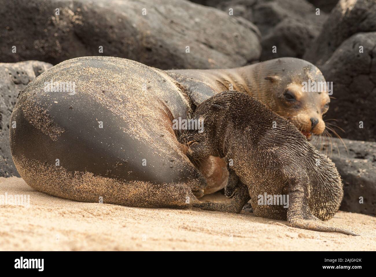 Mother sea lion with her pup on a beach on Sante Fe island, Galapagos, Ecuador. Stock Photo