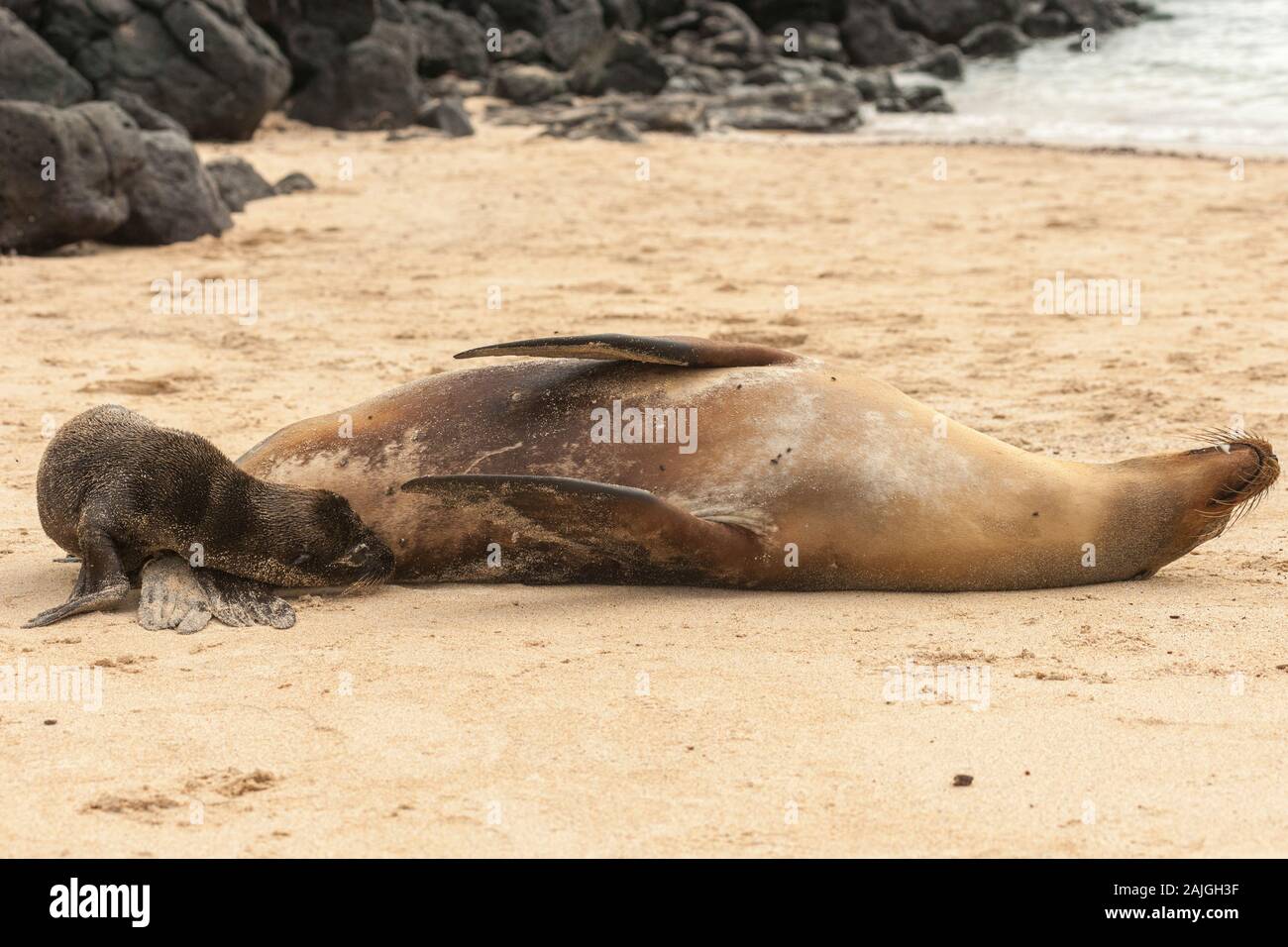 Mother sea lion with her pup on a beach on Sante Fe island, Galapagos, Ecuador. Stock Photo