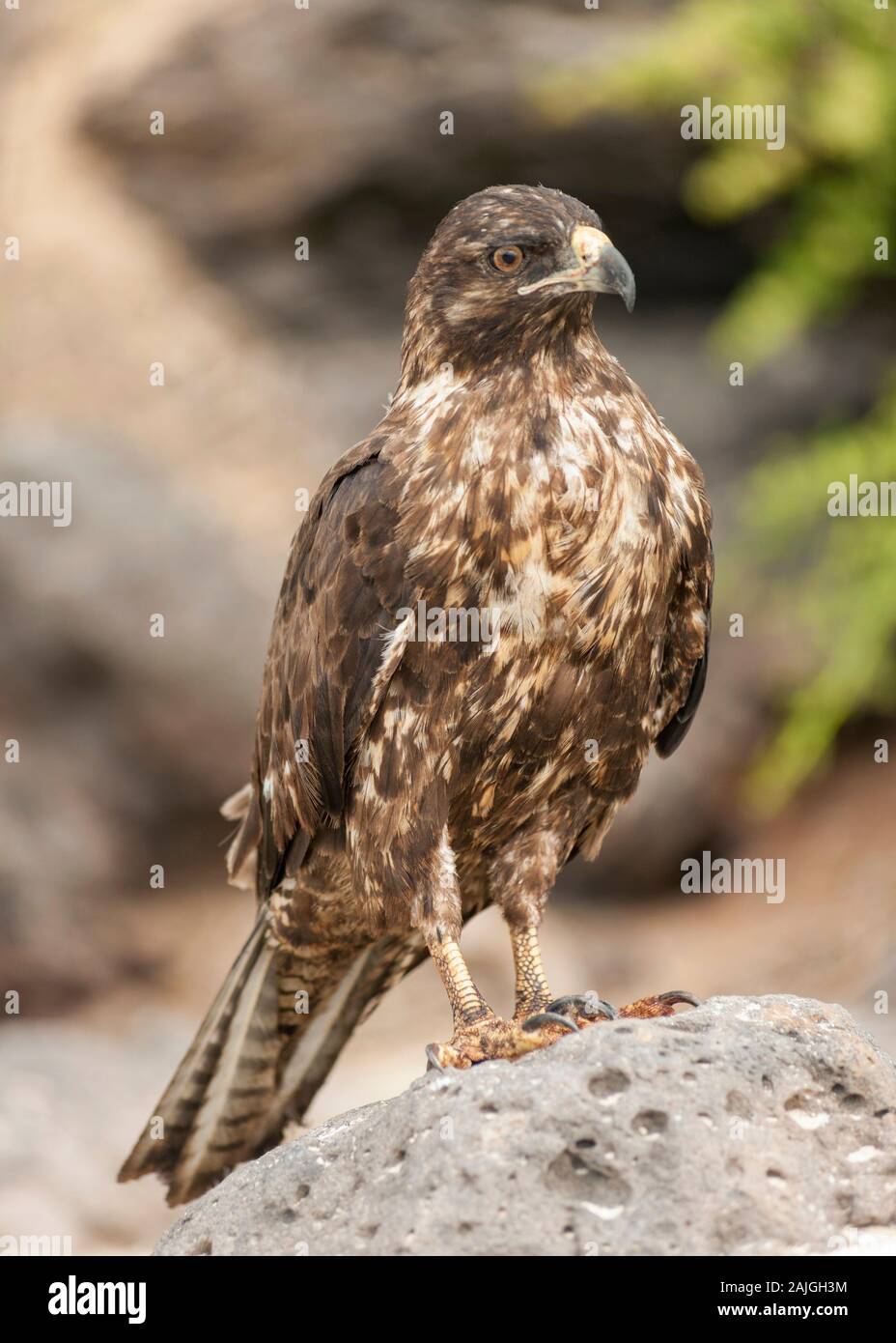 Galapagos hawk hi-res stock photography and images - Alamy