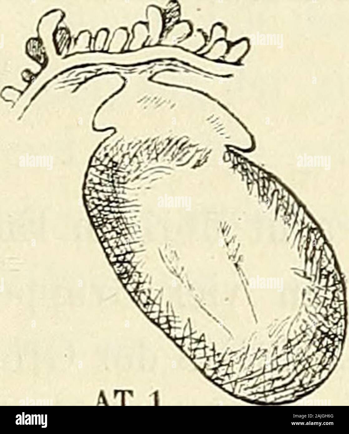 Anatomie menschlicher Embryonen . AT.l Fig. 26—28. Copirt naeh den Originalzeicliaungen von Herrn Allen Thomson. AT 2 (a) Ansieht vom Rücken her, zeigt den Einsehnitt am unteren Körperende, (b) Ansicht vom unteren Ende her, zeigt das vorhandene, in den Hinterdarm und den Dottersaek führende Loch. AT 1 Verbindung des Embryo 1 mit dem Chorion. in die Nabelblase und in den Hinterdarmraum hereinführt. Diezugehörige Originalbemerkung lautet: „View of the posterior extre-mity of the foetus looking into the cavity of the intestine, whichbeing tom at the end, is seen to communicate with the sac of the Stock Photo