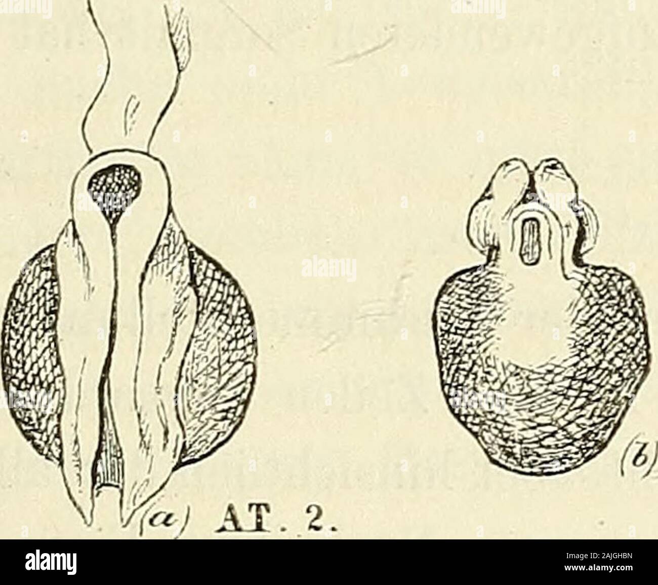 Anatomie menschlicher Embryonen . usgeführten Zeichnungen,unter denen zwei bis dahin unpublicirte Ansichten des Embryo 2sich befinden, geben nun über den uns beschäftigenden Punktneue und höchst befriedigende Auskunft. Zunächst die vielcopirte Erster Monat. Formen vor Eintritt der Nackenkrümmung. 35 Dorsalansicht: in der ßeproduction des Edinb. med. and surg. Jour-nal von 1839 schliesst die Medullarfurclie nach rückwärts, ähnlichwiej nach vorn damit ab, dass die beiden Seitenwände abgerundet ineinander übergehen und somit eine Art von Bhndsack umschliessen.Die Originalzeichnung, die ich mit de Stock Photo