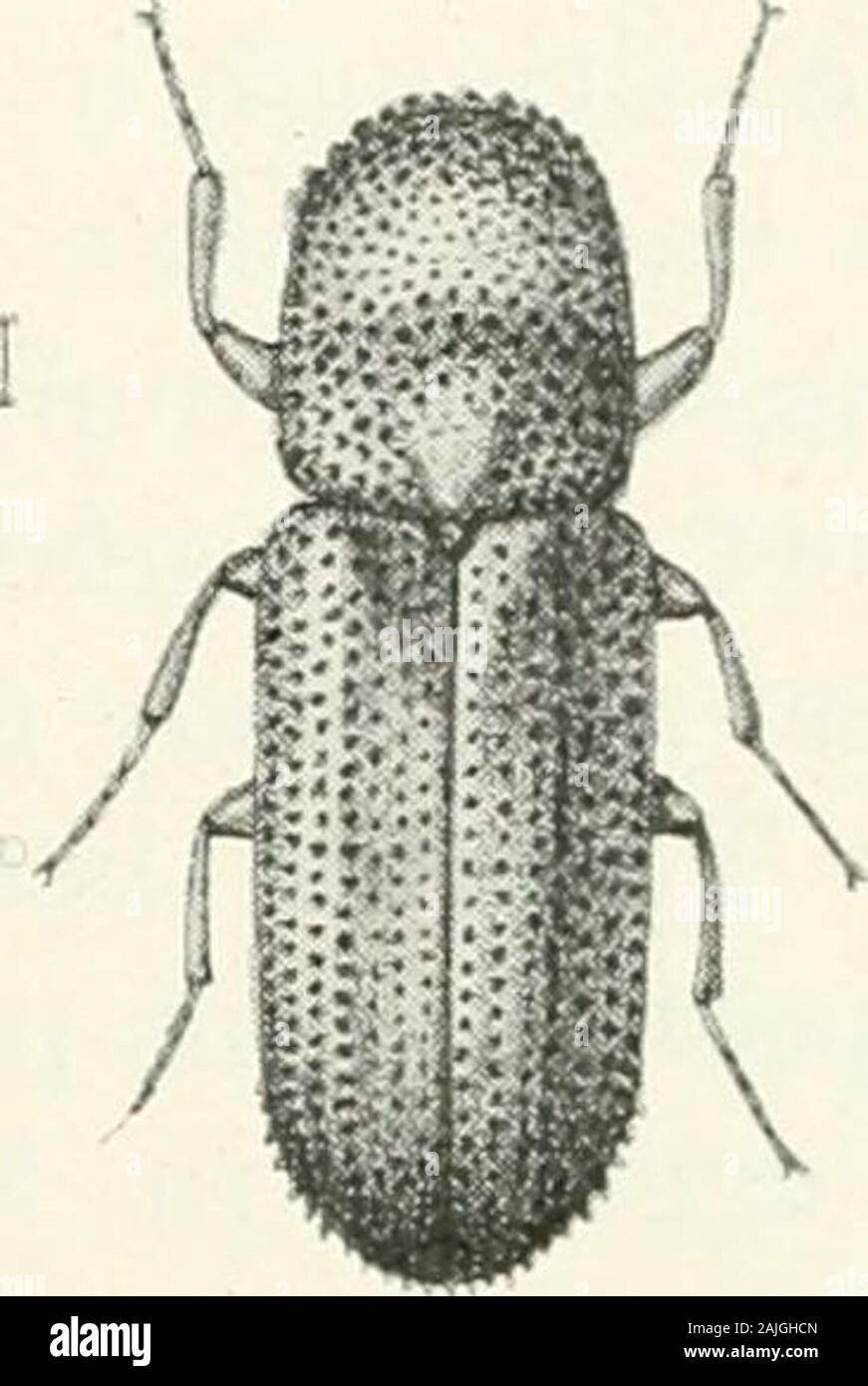 Indian forest insects of economic importance Coleoptera . s work to follow Colonel Sampson. FAMILY SCOLYTIDAE 499 Crypturgus pusillus, Gyll. REFERENCE.—Stebbing, Depart. Notes (Polygraphus minimus), i, 252. Habitat.— North-West Himalaya. Tree Attacked. - The Blue Pine (Finns excelsa) ; Spruce (Picea morinda). Beetle.—The beetle is very small, black, moderately shining, with elytra covered with scattered longish white hairs. Head small, vertical in front, with a very short rostrum. Antennae short ; scape thick, straight ;Description. funiculus five-jointed ; club compact, flat- tened, ovate ; e Stock Photo