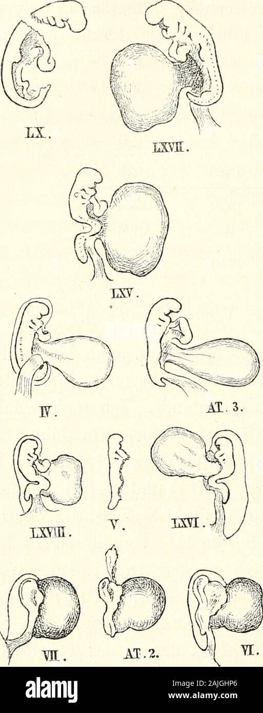 Anatomie menschlicher Embryonen . 1) und IV (M). Als neueBeobachtungen kommen dazu die fünf Fälle LX (Kln), LXVIE (Lr),LXV (BB), LXVni (Lg) und LXVI (Seh 1). Von diesen 12 Em-bryonen ist der letzte dem Uterus einer an einem Aneu-rysma plötzlich verstorbenen Frau entnommen und ernimmt somit unter den als normal zu beglaubigenden Fällen eineerste Stelle ein. Das Präparat LXIV (Bff), das in der Tabelle mitaufgeführt ist, betrifft eine Entwickelungsstufe vor der eigentlichenEmbryobildung und ich werde bei späterem Anlass auf dasselbezurückzukommen haben. Auf S. 32 sind (mit Ausnahme von AT 1) die Stock Photo