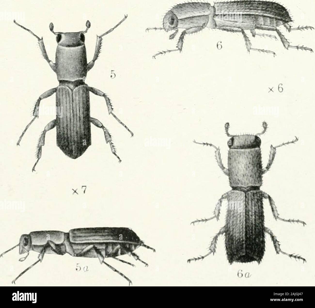 Indian forest insects of economic importance Coleoptera . 6 a Sphaerotrypes //itt-rci, Steb.— i, larva; 2, 2&lt;r, beetle; 3, egg and larval galleries. 4,40,hramesus ^/n/n//i/s, Steb. 5, 5^. Diapus impressus, Janson. 6, 6tf, Crossotarsus fainnairei,hap., var. iiilninti, Steb. FAMILY SCOLYTIDAE 495 This beetle infests the olive (Olea cuspidata) in North Baluchistan andpossibly neighbouring tracts. I found a living tree badlyLife History. infested by the insects on 9 November 1905, the femalesbeing engaged in eating out elongate vertical egg-galleries some two inches in length transversely acros Stock Photo