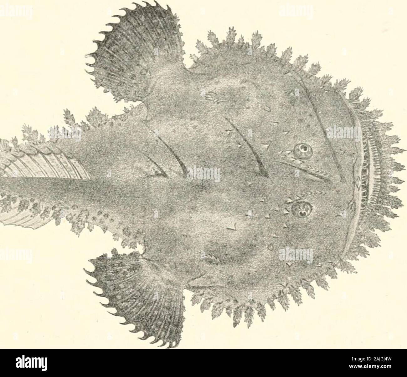 Venoms; venomous animals and antivenomous serum-therapeutics . Fig. 111.—Thalassophryne reticulata (Panama; Tropical Pacific). (After Savtschenko.) The Grunting Batrachus, which does not exceed 30 cm. inlength, is especially common in West Indian waters. When takenfrom the water it makes a peculiar grunting sound, whence its nameis derived. The pectoral fins are reddish, the back is brown, andthe sides are yellow, marbled with black. It has three spines in theanterior dorsal fin, and a fourth spine on the top of the operculum,with a small poison-sac at the base of each. VENOMS IN THE ANIMAL SE Stock Photo