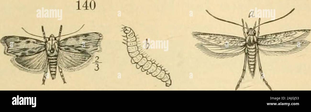 Transactions of the Connecticut Academy of Arts and Sciences . 2; A, imago; B, larvaFigure 142.—Grain or Wolf-moth {Tinea granella); a, imago, enlarged ;a, the same, nat. size ; b, larva, nat. size and enlarged ; c, pupa, nat. sizeand enlarged: d, infested grain. After Packard. 141 from WebstersInternational Dictionary ; after Chittenden. States and Canada. Jones recorded it as common in 1876 ; it wasalso in Geddes list. We took it in April, 1901. It was taken byMiss Hay ward, Aug., 1902, at lights. * Mr. Dyar gives me the following synonyms : hybridalis Hub. ; indistinctaliaWalk.: Tie^votohs Stock Photo
