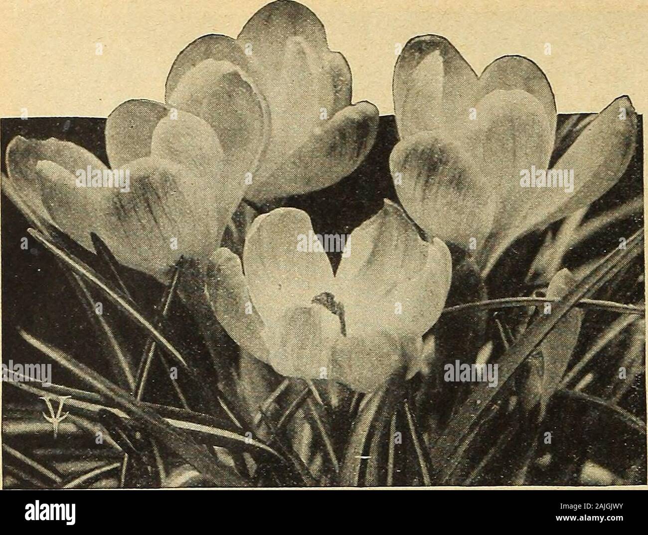 Vaughan's seed store . s.Each, 10c; per dozen, $1.00; per 100, $7.00. Golden Yellow. (Elliottiana). Rare and beautiful variety; same habit of growthas ordinary white Calla, flowers same size and shape, rich, clear, lustrous golden-yellow; foliage dark green, with translucent creamy spots. A large stocks enablesus to offer strong bulbs. Each, 25c; dozen, $2.40; per 100, $18.00. Add 5c each for postage. Calochortus or Mariposa Tulip THESE famous California flowers possess much delicacy and brilliancy of coloring.* They resemble a tulip in shape, and are of many colors, shades and markings.Mixed, Stock Photo