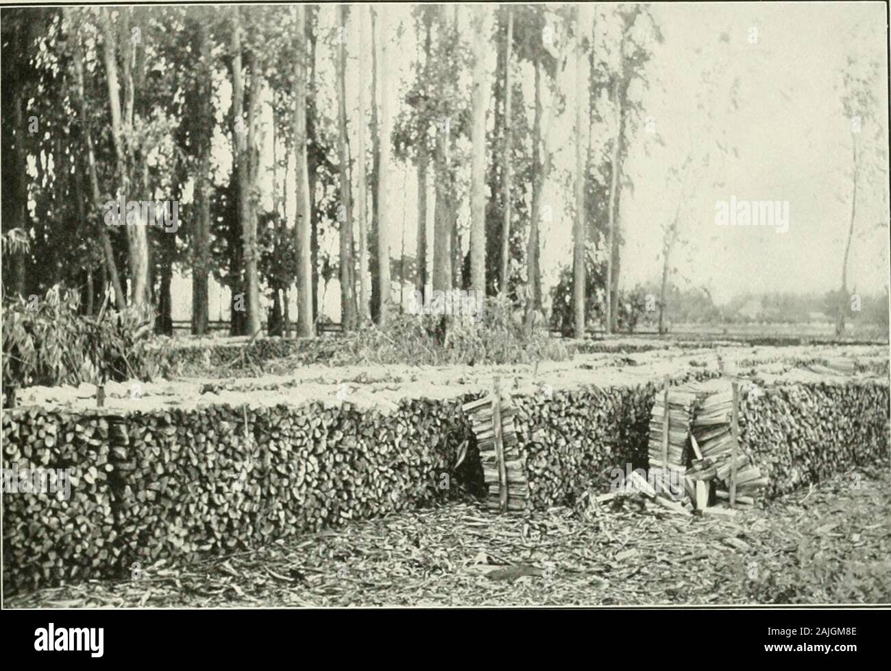 Eucalypts Cultivated In The United States Interesting Group Oftrees Most Of The Publications Have Been In English And In French Several Score In Each Language A Few Have Appeared In Italian A