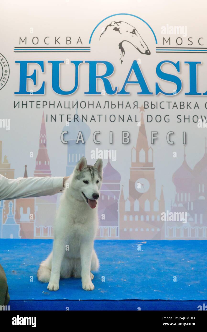 DOG SHOW 2019 MOSCOW IDS EURASIA 2019 and RKF CUP 2019 2 X CACIB Stock Photo