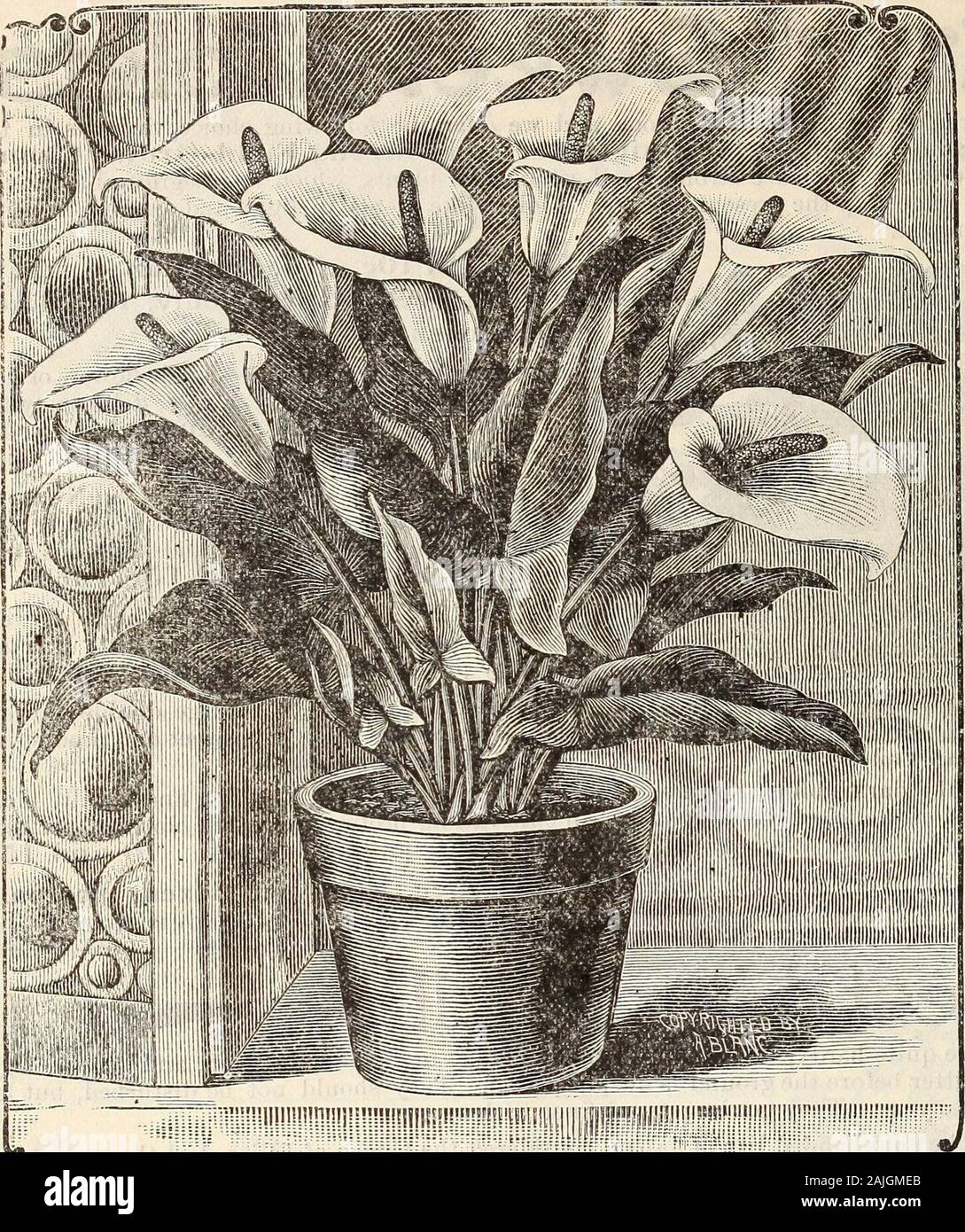 New floral guide : autumn 1899 . IMy Auratum, 32 THE CONARD & JONES COMPANY, WEST GROVE, PA. ,-T^«. New DwarfCalla Lily... Ljttle^G?! MOST remarkable CallaLily ever introduced.Grows only half as tall asthe old kind, and bearstwice as many flowers.We send Extra Fine,Imported DormantBulbs. The very bestfor quick and abundantbloom, 15c. each, 2 for25c., $1.50 P2r doz. New Coleus... ..DL RQ5? MOST splendid Coleusever seen, enormousleaves, rich dark velvetycrimson, with a broadwedge of creamy white,beautifully fringed andbordered with gold. Anelegant house plant. 15c.4 for 50c. C. & J. Little Gem C Stock Photo