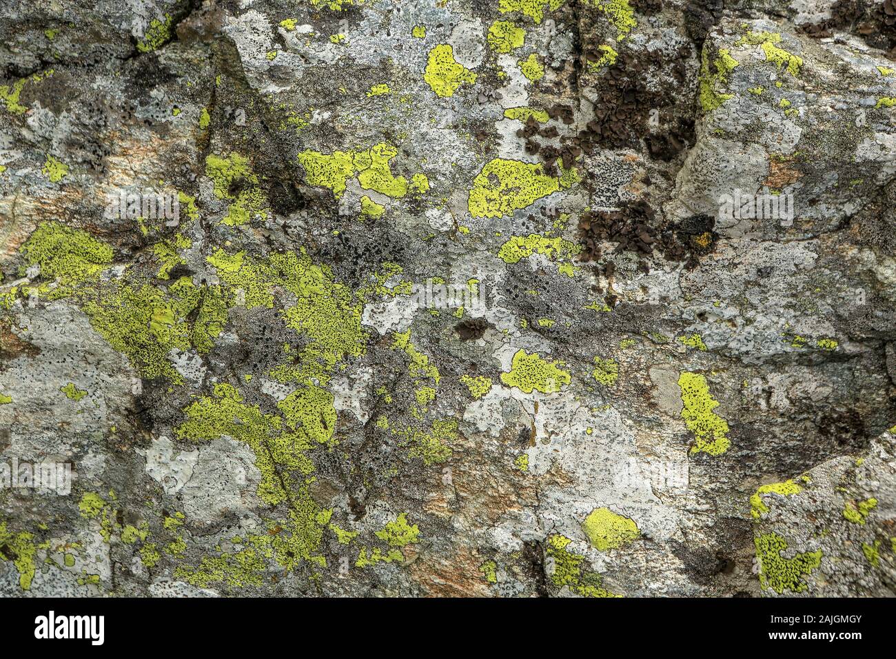 Texture of stone lichen, background. Stock Photo