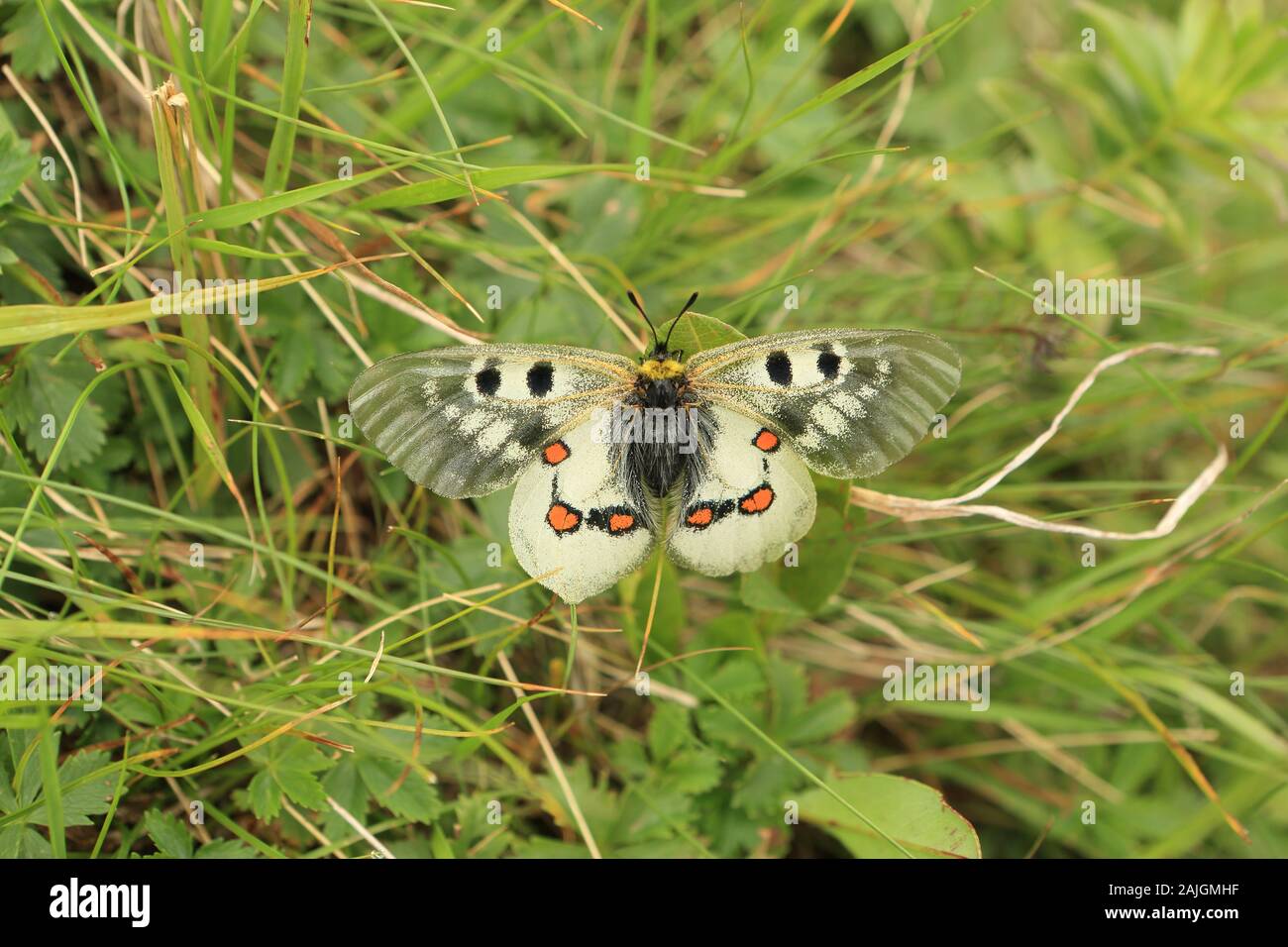 Butterfly on a background of green grass (Genus Parnassius) Stock Photo