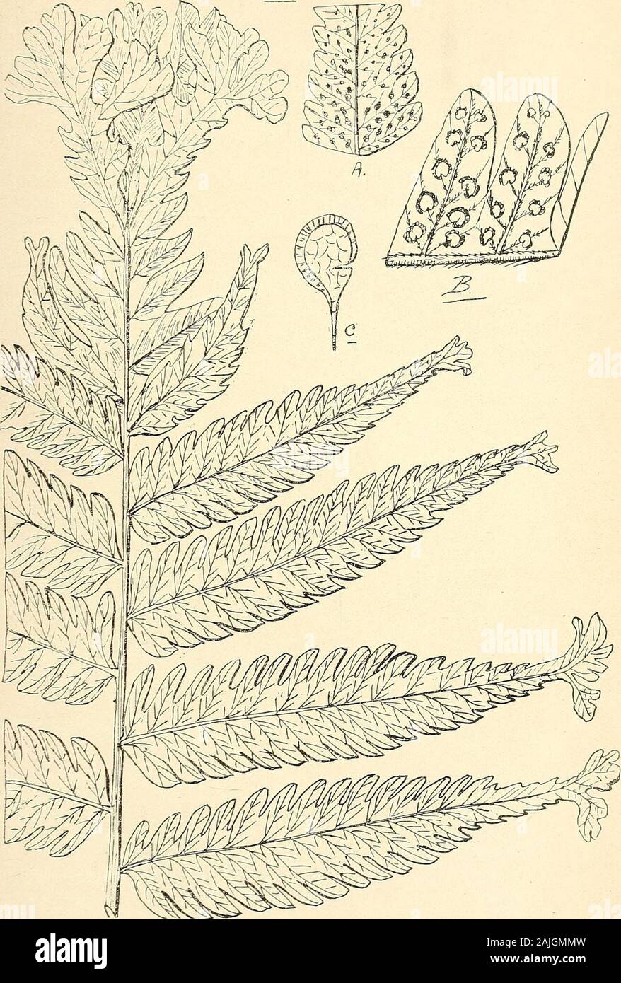 Comprehensive catalogue of Queensland plants, both indigenous and naturalised To which are added, where known, the aboriginal and other vernacular names; with numerous illustrations, and copious notes on the properties, features, &c., of the plants . K&gt; &lt; CLVII. FILICES. 647. 608. Aspidium truncatum, Gaudich., var. Keffordii, Bail. (A) and (B) Portion under surface of frond, (C) sporangium. (A) riat size; (B) and (C) enl. 648 CLV1I. FILICES. Polypodium—contd. Series II.—Synneura. proliferum, Presl.urophyllum, Wall. Hillii, Baker.pcecilophlebium, Hook. Series III.—Dictyophlebia. serpens, Stock Photo