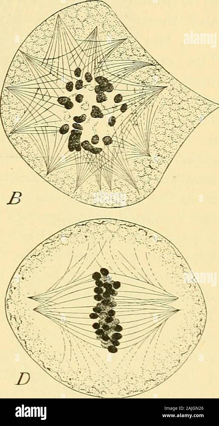 The cell in development and inheritance . Fig. 36. — Division of spore