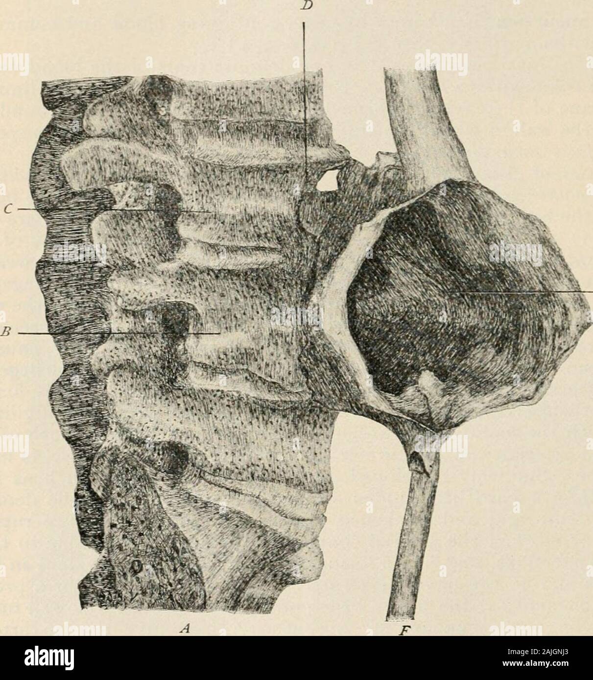 Manual of pathology : including bacteriology, the technic of ...