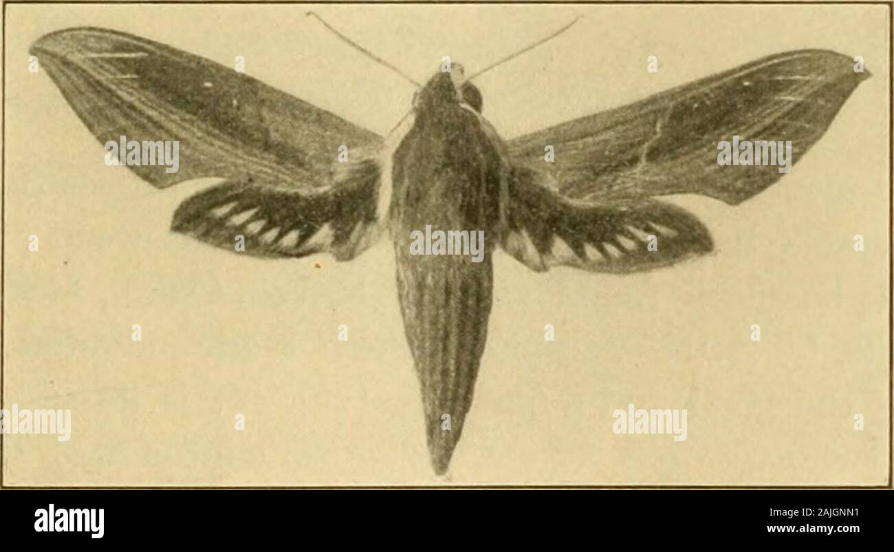 Transactions of the Connecticut Academy of Arts and Sciences . ly bya median giay stripe; under side light gray. Its hind wings are con-centrically banded with pink, light gray, and black ; under side ofwings dark smoky brown. It is common in the southern UnitedStates, from Virginia to Florida and Mexico, but very rare in NewEngland. Expanse, 4 inches. The larva figured was taken in NewHaven, Conn., on morning-glory (A. H. V.). Musk; Pepper Sphinx; Tobacco-ioorm? [Choerocampa tersa Drury.) Figures 128, 129. This hawk-moth is easily recognized by its peculiar color. Thefront wings are 3ellowish Stock Photo