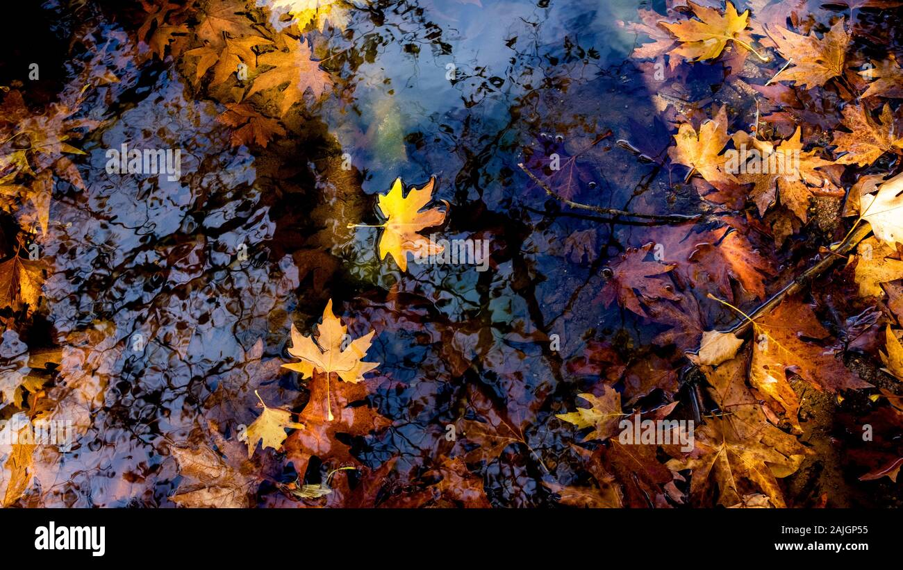 Golden yellow leaves floating on water / Floral wallpaper Stock Photo