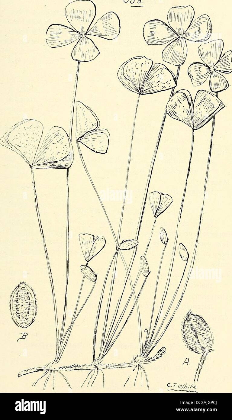 Comprehensive catalogue of Queensland plants, both indigenous and naturalised To which are added, where known, the aboriginal and other vernacular names; with numerous illustrations, and copious notes on the properties, features, &c., of the plants . CLVI. MARSILEACE^:. 63 V. 605. Marsilea Drummondii, A. Braun. (A) Involucre, (B) section. (A) and (B) enl. 638 CLVII. FILICES. Tribe II.-—Marattie,e. Spore-cases without any perfect ring, opening in 2 valves orin a longitudinal slit, sessile or united, in 2 rows, in sori formingmarginal lobes to the segments or placed on their under surface.Lygodi Stock Photo