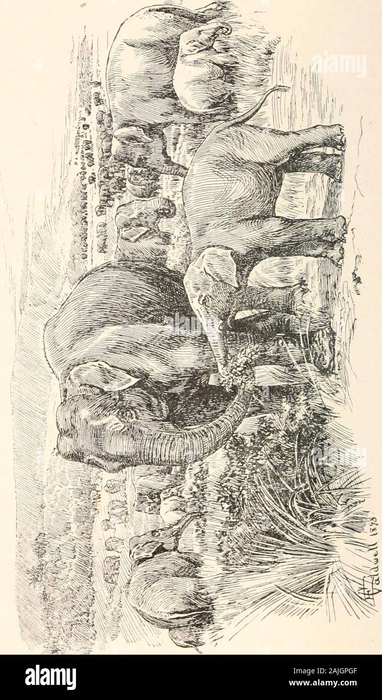 A Sailor S Life Under Four Sovereigns O Feeding Their Young The Whole Mass Moved In A Slow And Solemn Manner The Males Were Excluded A Sight That I Shallnever Forget Dark Quickly Follows