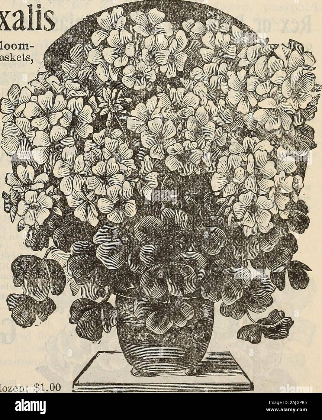 New floral guide : autumn 1899 . indow boxes, etc. They begin bloom-ing very quickly and continue to throw outtheir lovely buds and bloosoms every day allWinter Nothing liner for window culture. Bermuda Butter Cup Oxalis.—One of the finest Winter-blooming plants everseen, a strong vigorous grower with hand-some foliage, and bearing a constant suc-cession of lovely yellow flowers all Winter.Well-grown plants have produced as high asseventy flower stems at one time, and overone thousand flowers in a season. 4 cts.each, 3 for 10 cts., 35 cts. per doz. Oxalis Boweii.—Large flowers, bright richpink Stock Photo