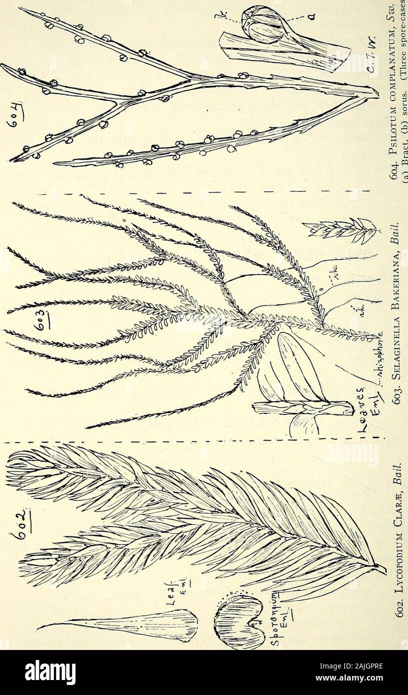 Comprehensive catalogue of Queensland plants, both indigenous and naturalised To which are added, where known, the aboriginal and other vernacular names; with numerous illustrations, and copious notes on the properties, features, &c., of the plants . w and Old World.var. falacinum, Domin in Fedcle. Repert. ix. (1911) p. 551.. complanatum, Sw,-—A tropical species. (Fig. 604.) Order CLVI.—MARSILEACE^ (Pepperworts). Marsilea, Linn. Brownii, A. Br.angustifolia, R. Br.hirsuta, R. Br. Drummondii, A. Braun = M. Macro pus, Hook.—Nardoo.(Fig. 605.)var. Muelleri, A.Br,var. elata, A. Br. Order CLVII.—FIL Stock Photo