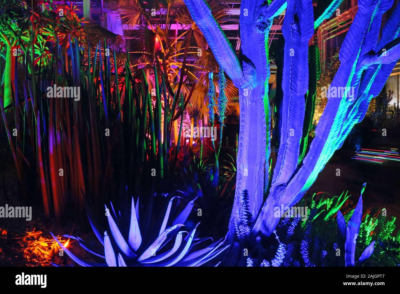 Glow 2019, Arid Zone, Glasshouse. RHS Garden Wisley, Woking, Surrey, England, UK, Europe. Stock Photo