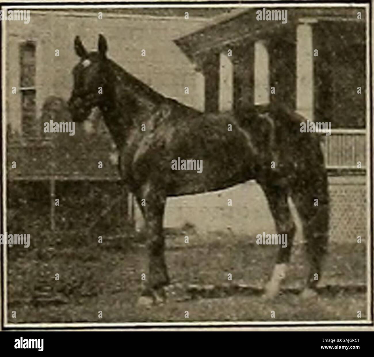 Breeder and sportsman . to or address E. D. DIGGES, Owner, Pleasanton, Cal. A Gam* RaceHorse In the Stud Bay stallion; stands 15.3 hands; weighs 1150. Siredby Athadon (1) 2:27 (sire of The Donna 2:07%,Athasham 2:09%, Donasham 2:09%, Sue 2:12, Lis-terine 2:13^, Mattawan (3) 2:17%, and S othersin 2:30); dam the great broodmare Cora Wick-ersham (also dam of Nogi (3) 2:17%-, (4) 2:10^,winner of 3-year-old trotting division BreedersFuturity 1907 and Occident and Stanford Stakes ofsame vear, and Donasham 2:09% and Kinneysham(2) 2:18%), by Junio 2:22% (sire of dams of Geo. G.2:05^, etc.). Athasham ha Stock Photo