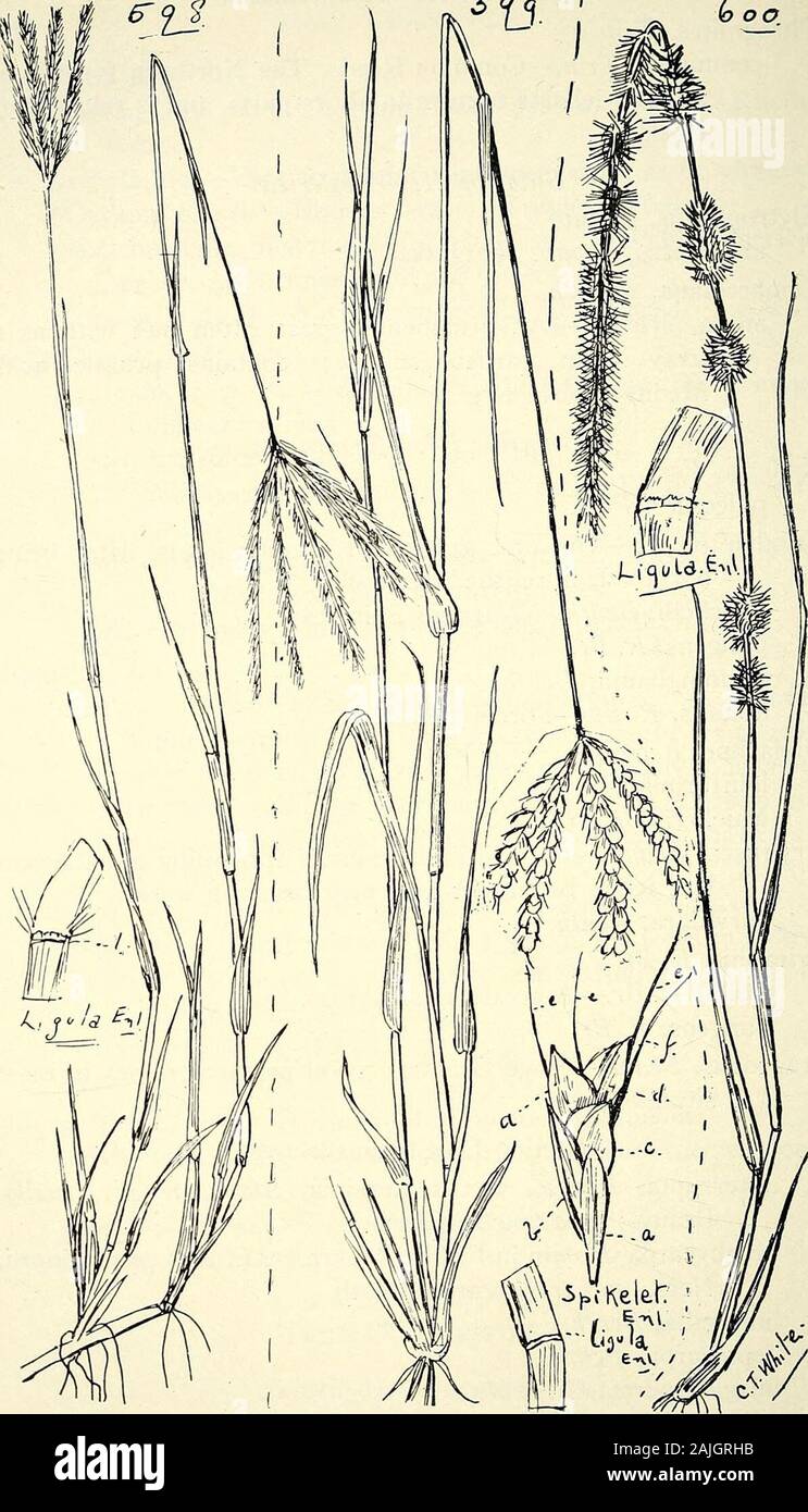Comprehensive catalogue of Queensland plants, both indigenous and naturalised To which are added, where known, the aboriginal and other vernacular names; with numerous illustrations, and copious notes on the properties, features, &c., of the plants . n. Subtribe IV.—Erogrostece.Kceleria, Pers. phleoides., Pers.Triodia, R. Br.—The first growth of all our kinds, after beingburnt off, is relished by stock. Mitchelli, Beuth.—Warrego Spinifex. pungens, R. Br. Cunninghamii, BcntJi. irritans, R. Br.—Porcupine Grass.Diplachne, Beauv. loliiformis, F. v. M. Muelleri, Beuth. fusca, Beauv.—A good pasture- Stock Photo
