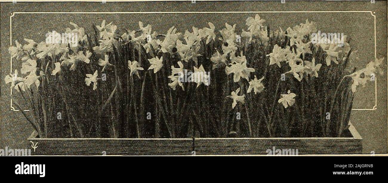 Vaughan's seed store . Large Trumpet Narcissi ALL YELLOW If by Parcel Post, Large Bulbs, 12 weigh 1)4 lbs.; 50, S lbs.; 100, 10 lbs.Mammoth Bulbs; 12 weigh 3 lbs.; 50, 9 lbs.; 100, 18 lbs. Price, each,includes postage. Add postage at Zone Rates. Ard Righ (Irish King). Full yellow perianth, Ooz. 100 1000with rich golden yellow trumpet. Forces well. $0.75 $5.00 $45.00 VAUGHANS CHRISTMAS GLORY. Per-ianth pale yellow and full. Medium sizetrumpet of rich yellow, well expanded andprettily frilled. Very productive, large bulbsgiving from three to six blooms each. A weekto 10 days earlier than any oth Stock Photo